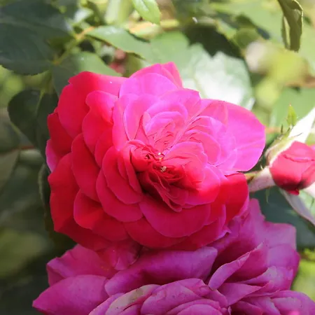 Poggio Della Rosa